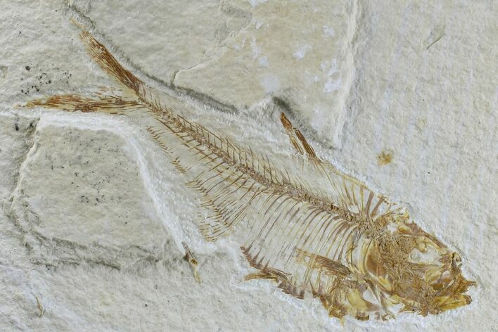 Fossil Fish (Diplomystus) - Wyoming #165804